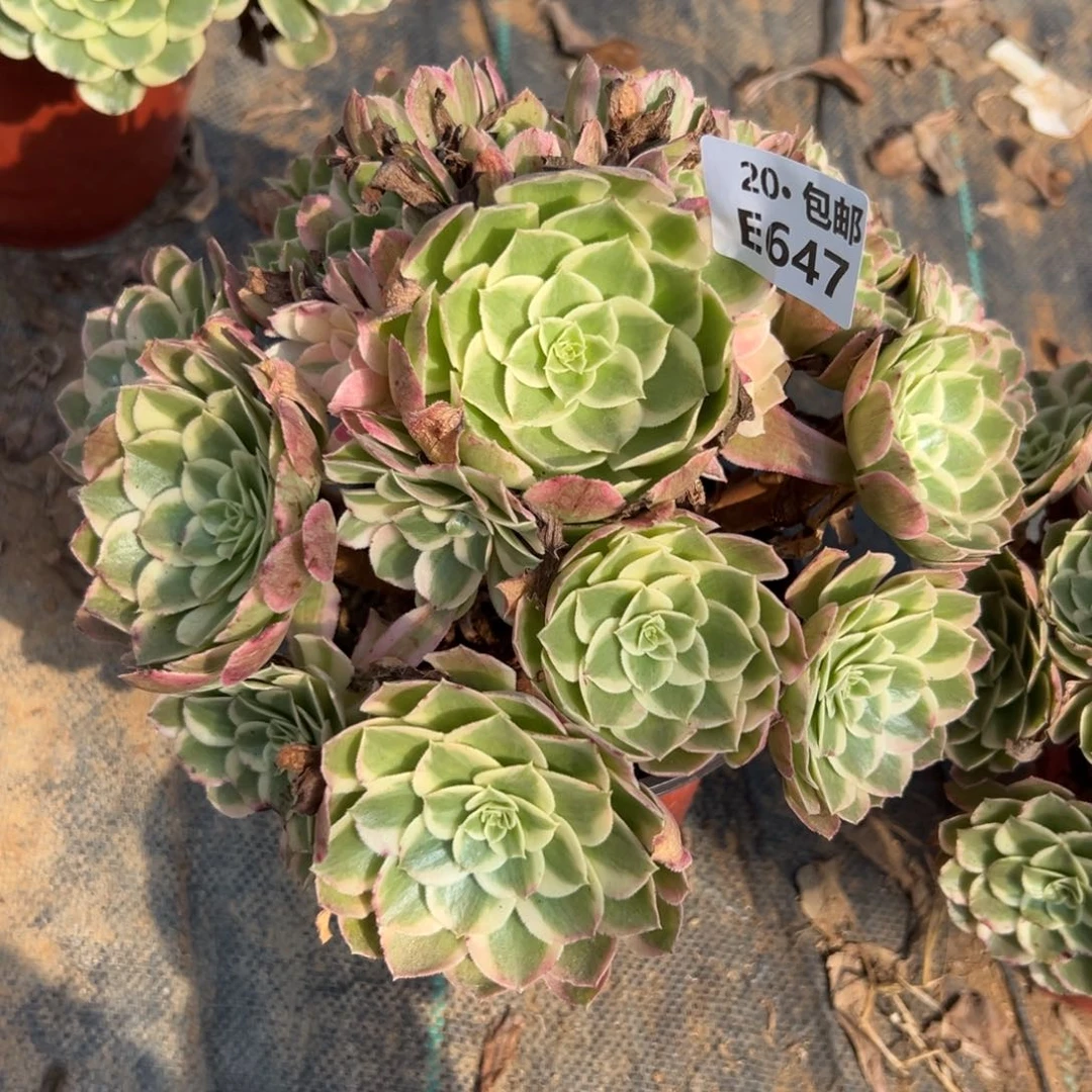 647孔雀领，多肉法师