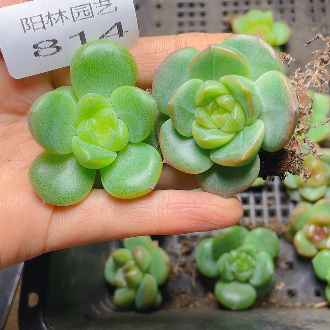 奶***࿐  多肉植物多肉植物814
