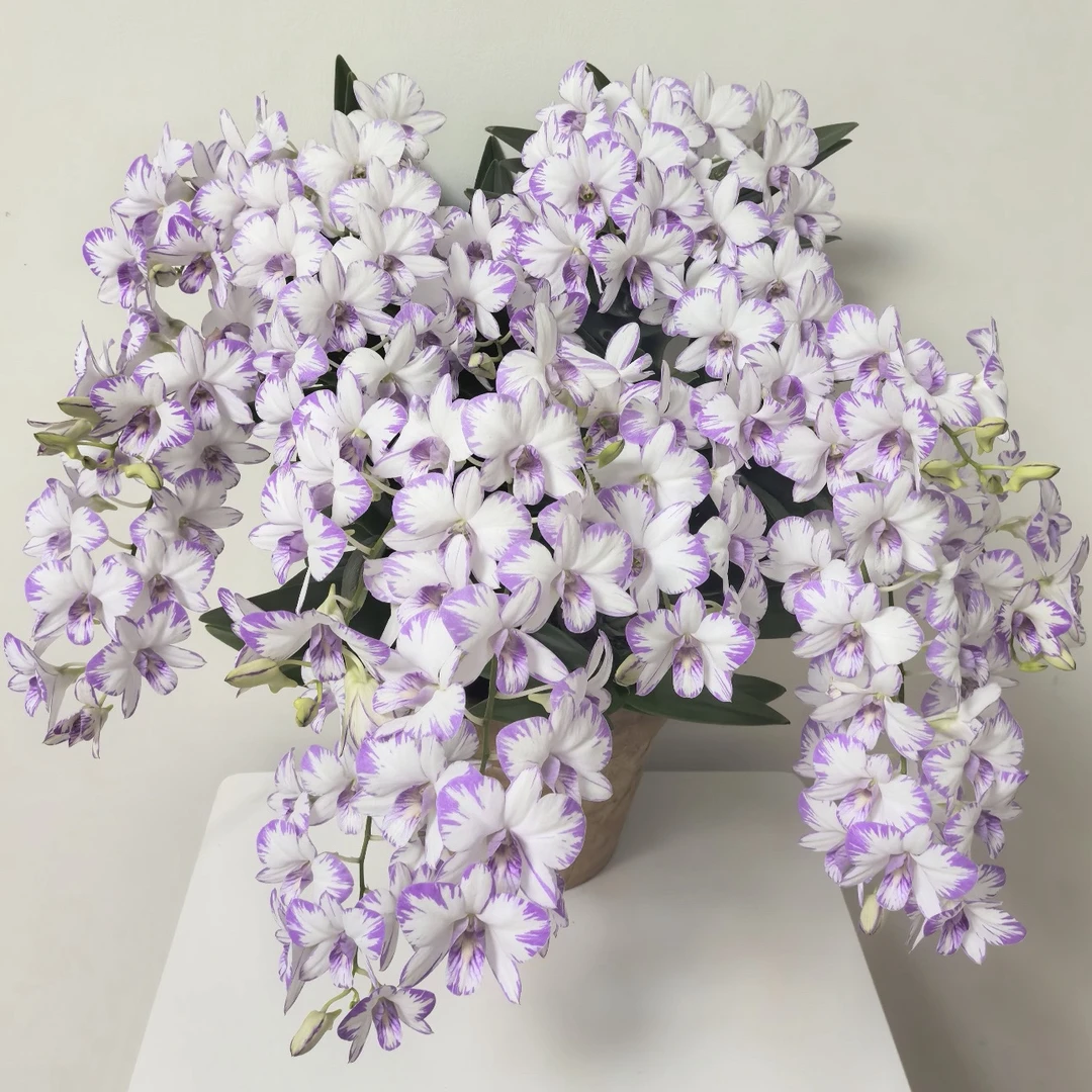 【泼墨不售后】白花紫心紫边秋石斛（2支以上）多年生室内阳台清香