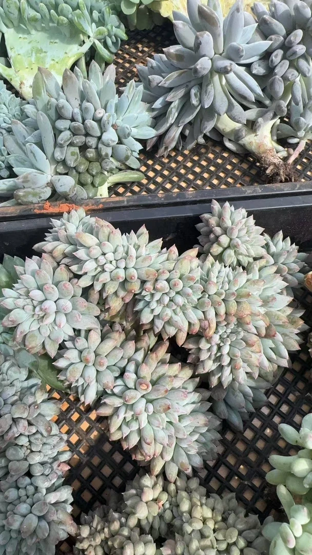 新手好养的云南多肉植物带盆发货适合室内外养殖