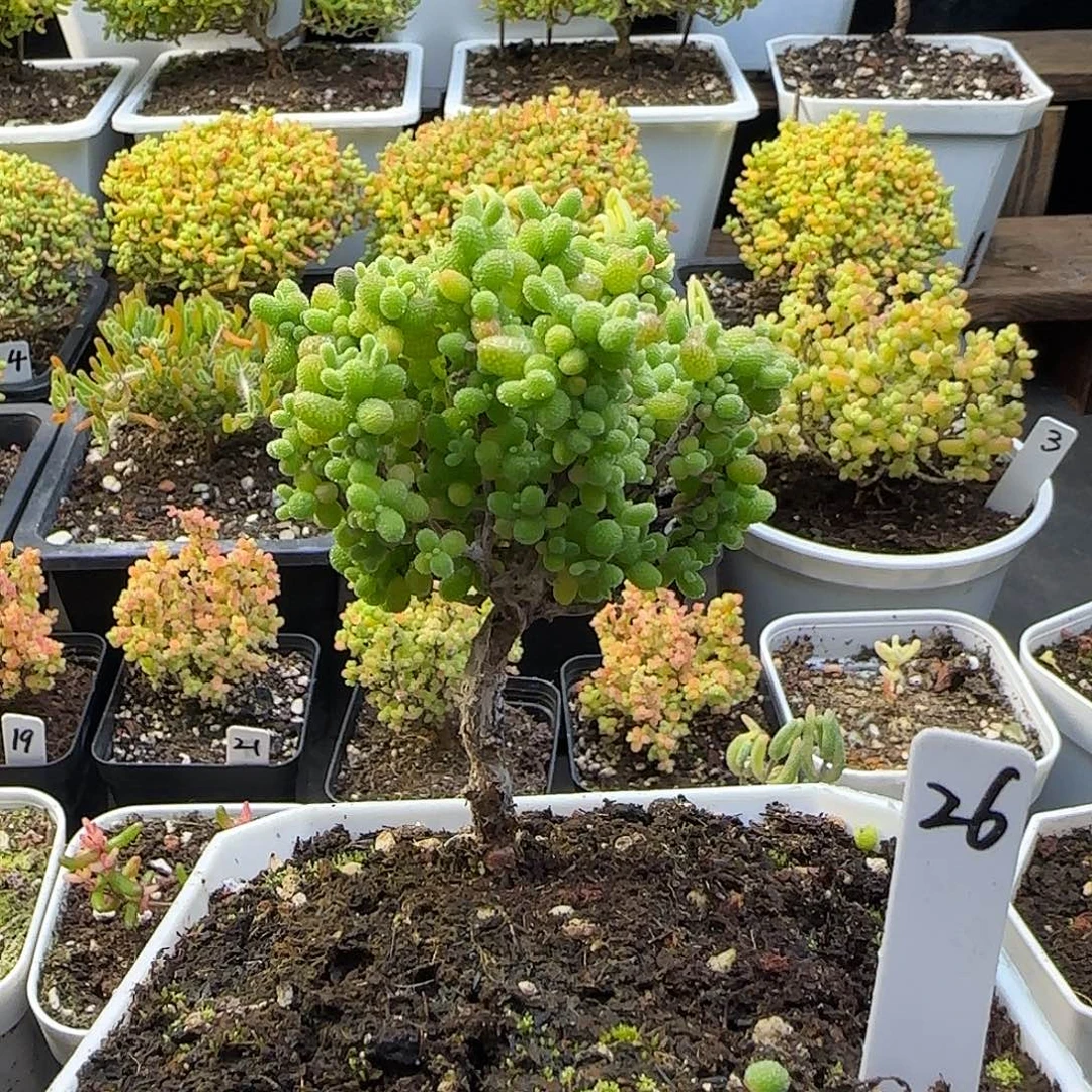 妍***.金桔糖球一物一拍