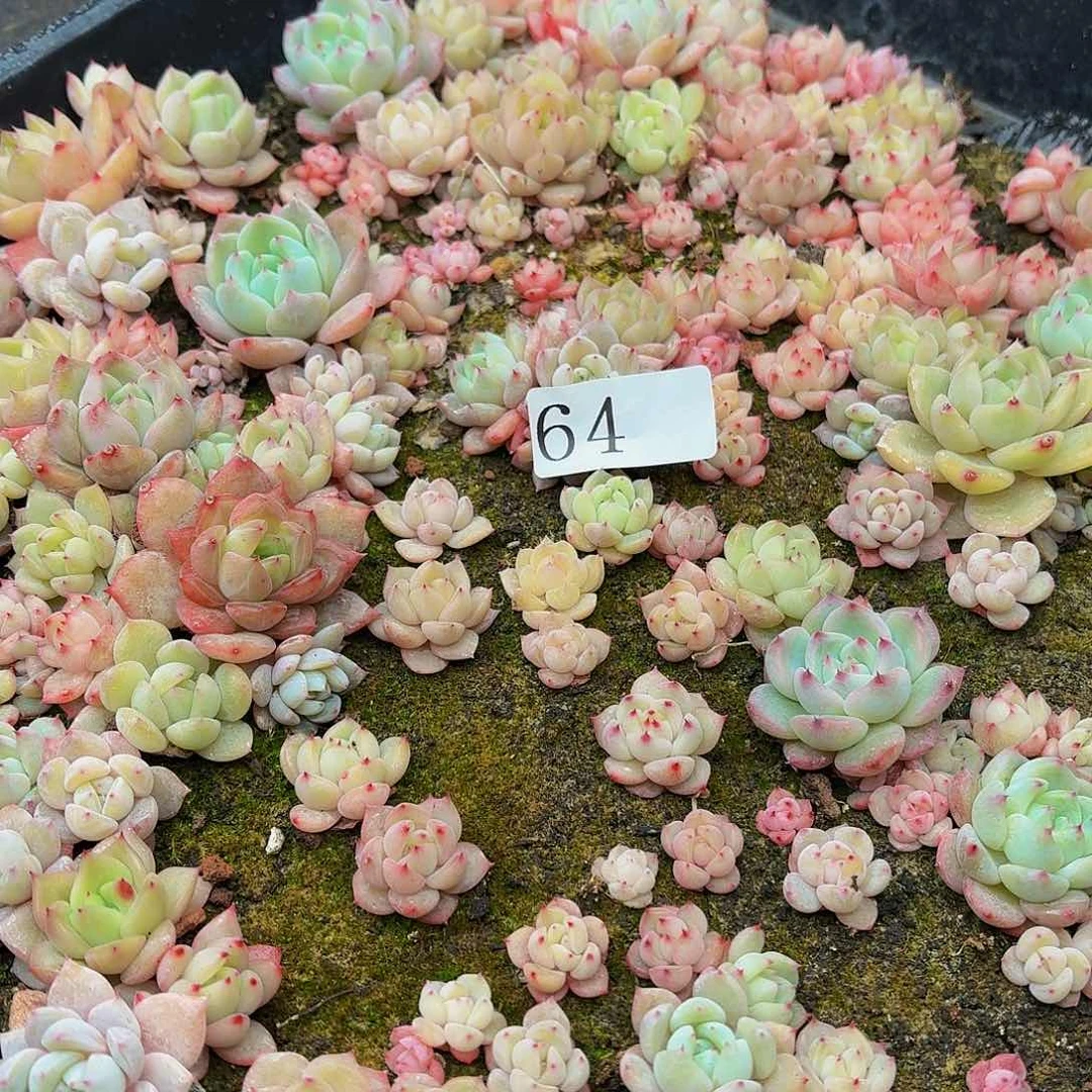 雨**?多肉植物多肉植物64