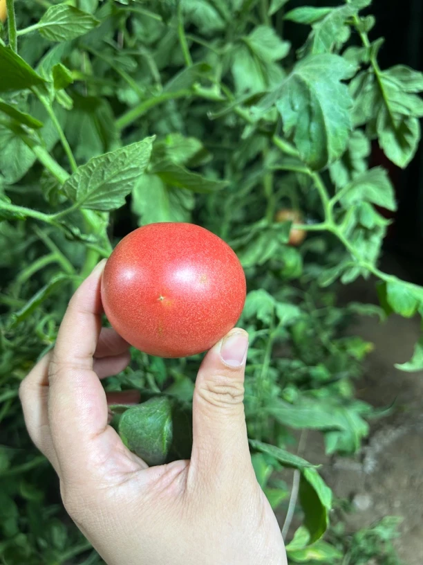 西红柿新鲜采摘沙瓤自然成熟