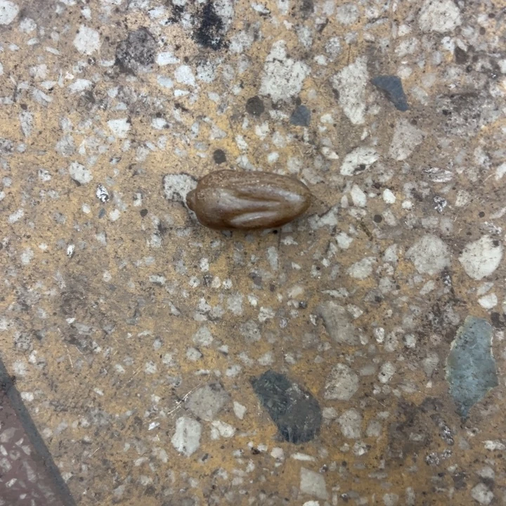 和田玉（黄玉）未镶嵌挂件