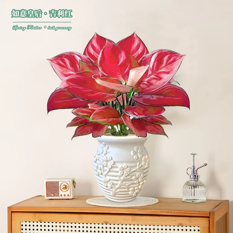 吉利红绿植室内盆栽如意皇后办公室桌面好养易活四季旺宅植物