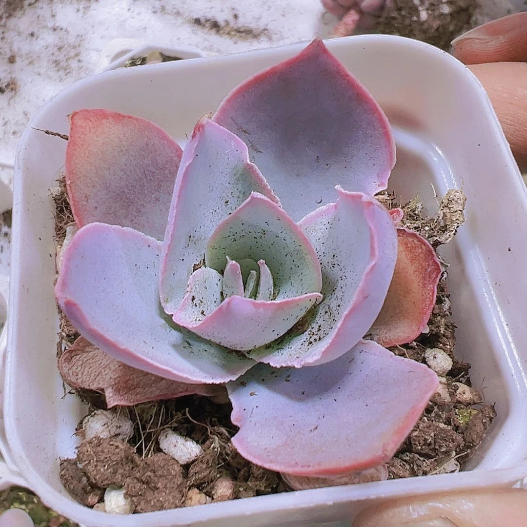 广汉宫多肉植物19包邮