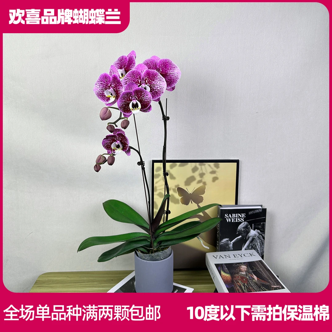 【麒麟】精品蝴蝶兰鲜花绿植室内花盆景