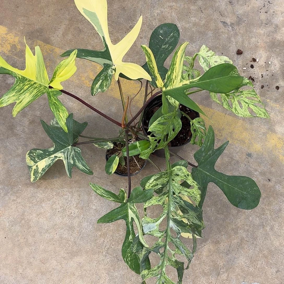 无花朵冰冻雀斑仙洞➕美人锦