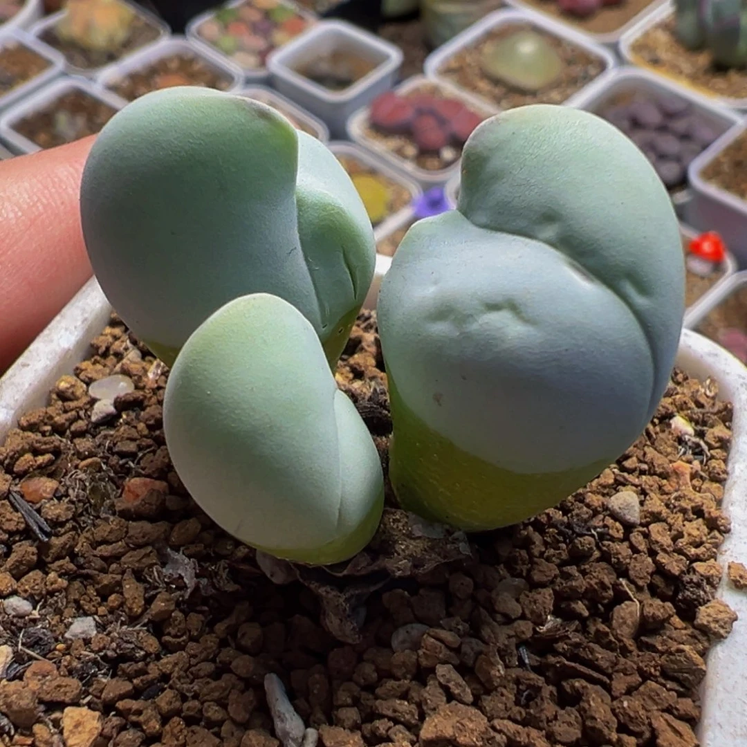 751多肉植物种类多样