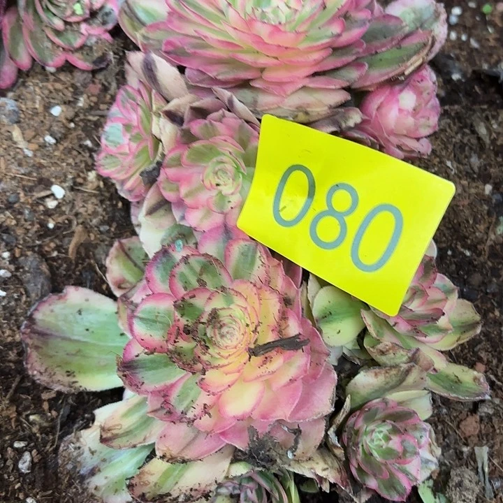 多肉植物福利080