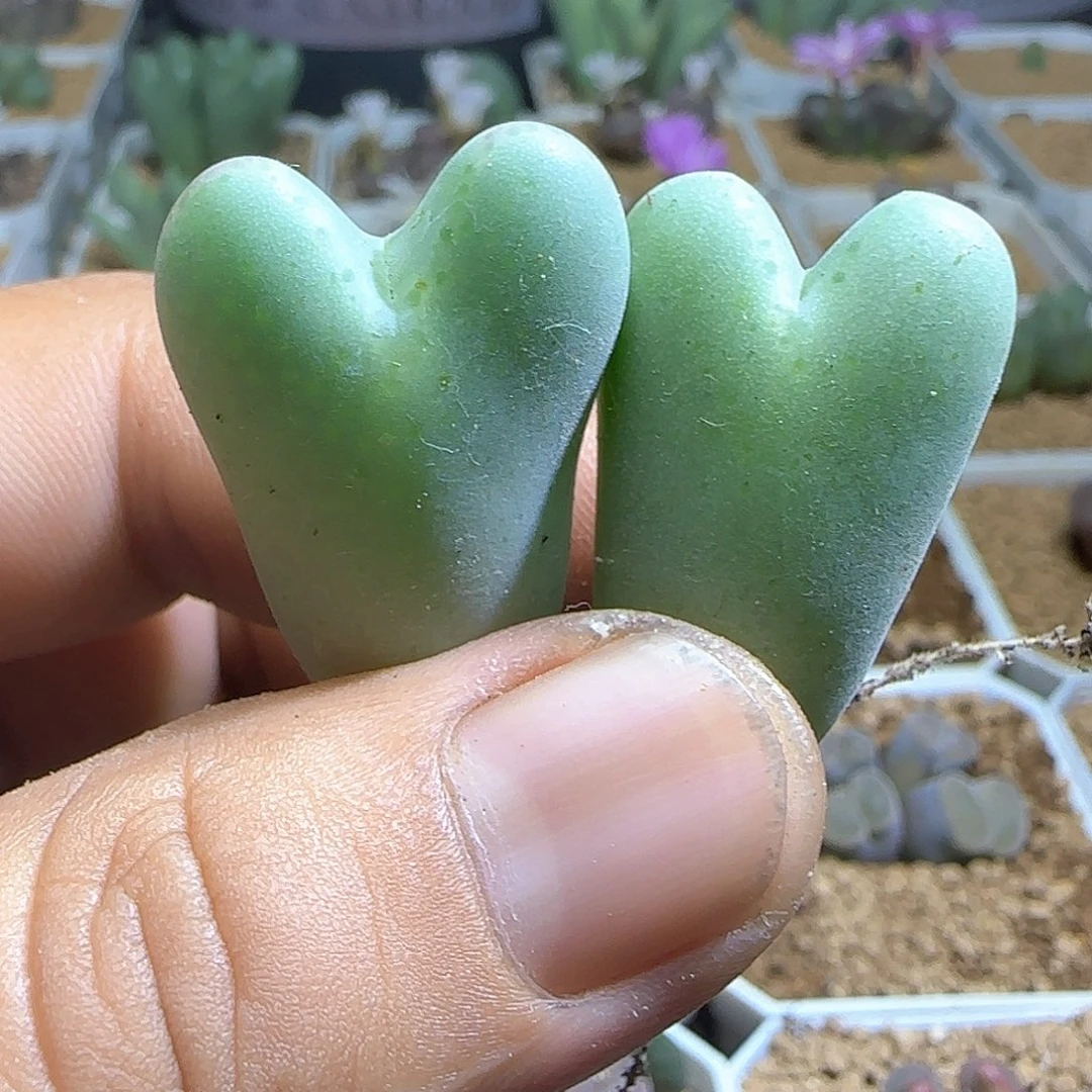 金***凰哈哈哈哈哈哈哈54502