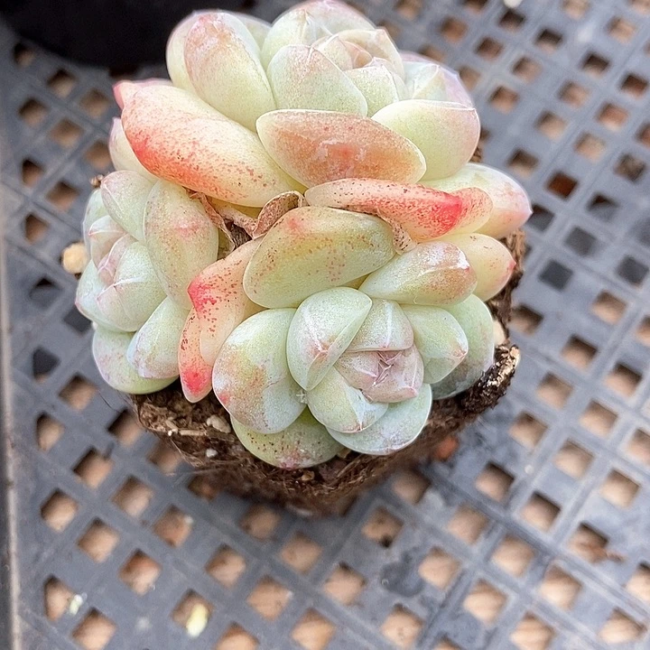 多肉植物冰玉350