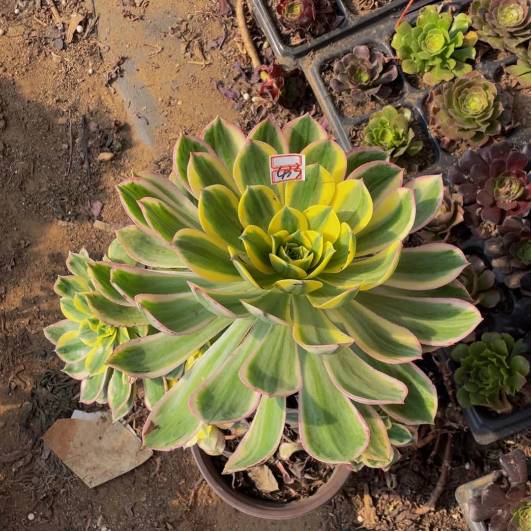 香**合433鲜花老桩妖桩灿烂