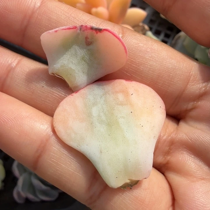 剑斯诺娃锦一组叶片