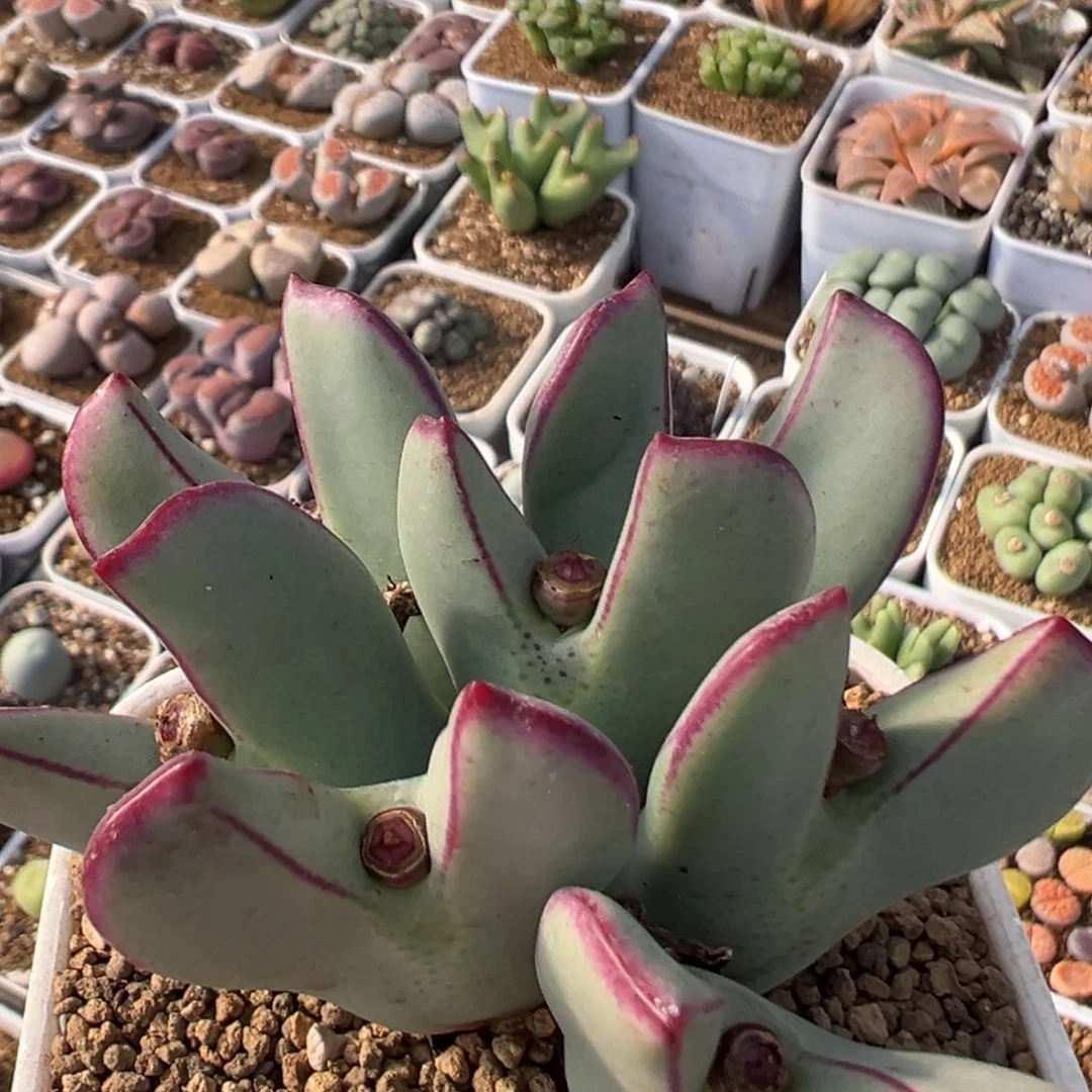 163多肉植物百科植物