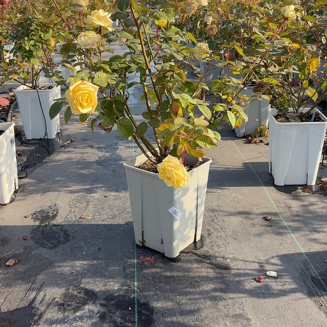 当前无花朵，栽培后可花朵361