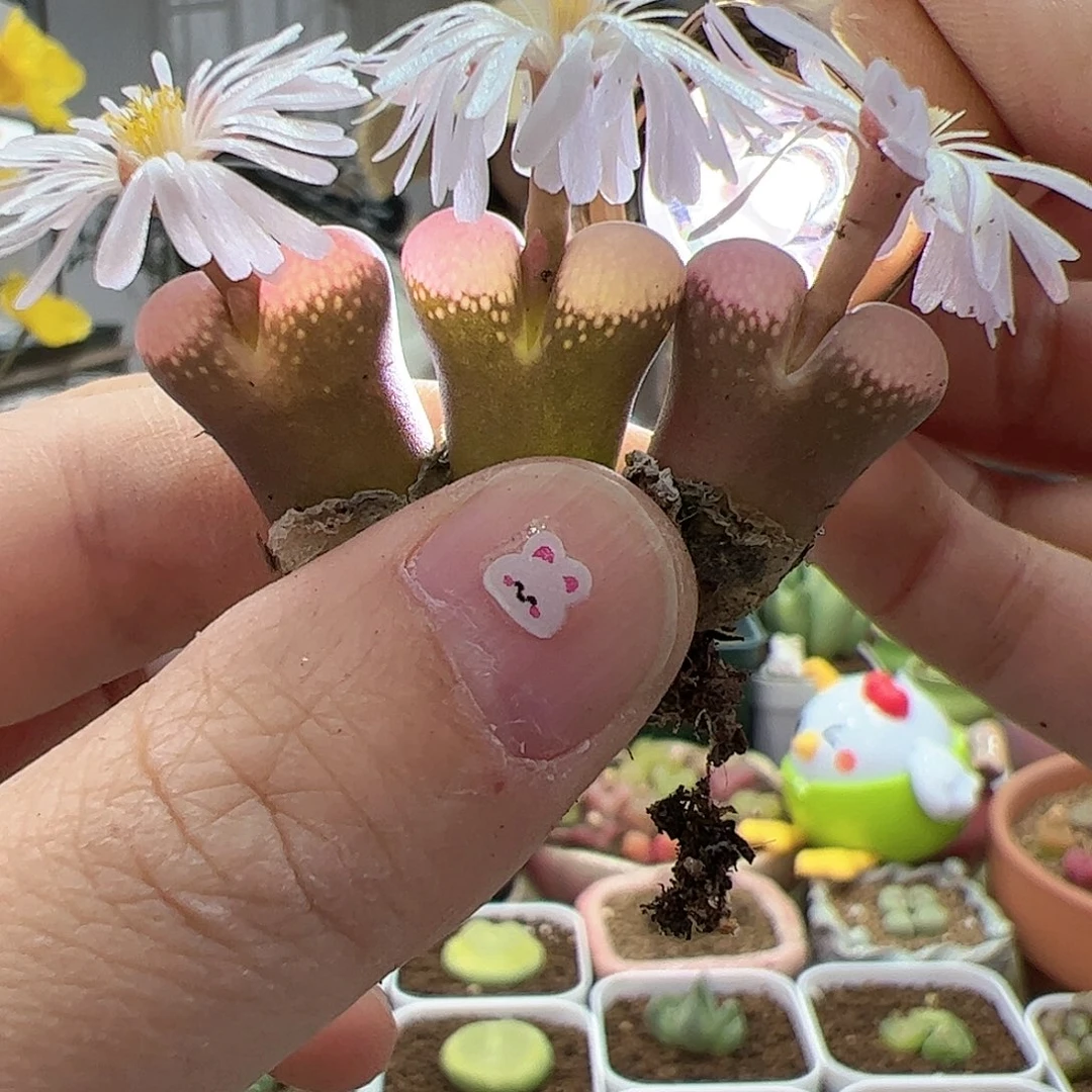 【闪购商品】183 粉钻 白花