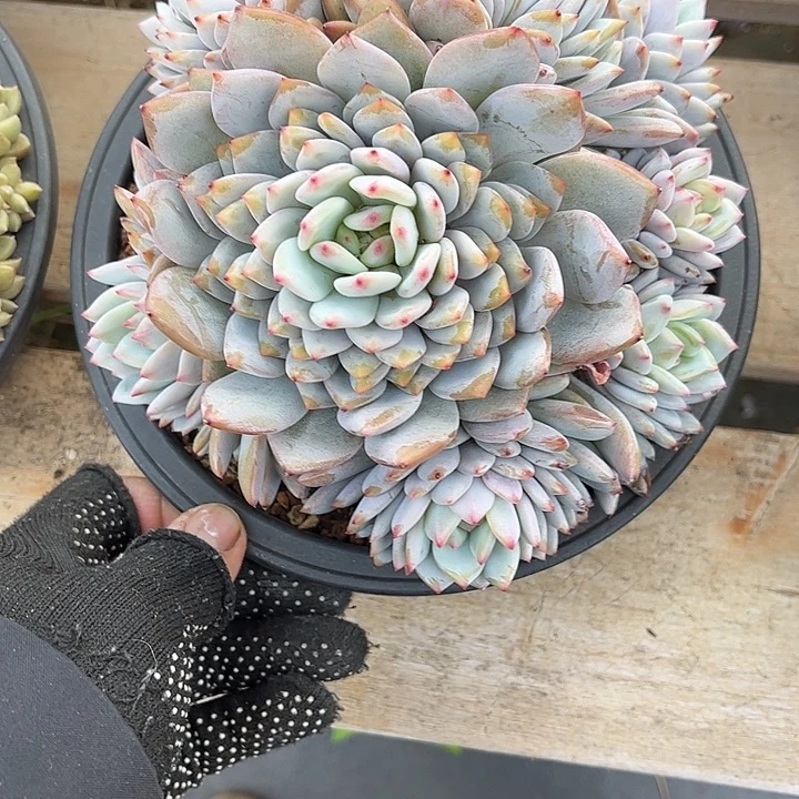 多肉植物一物一拍