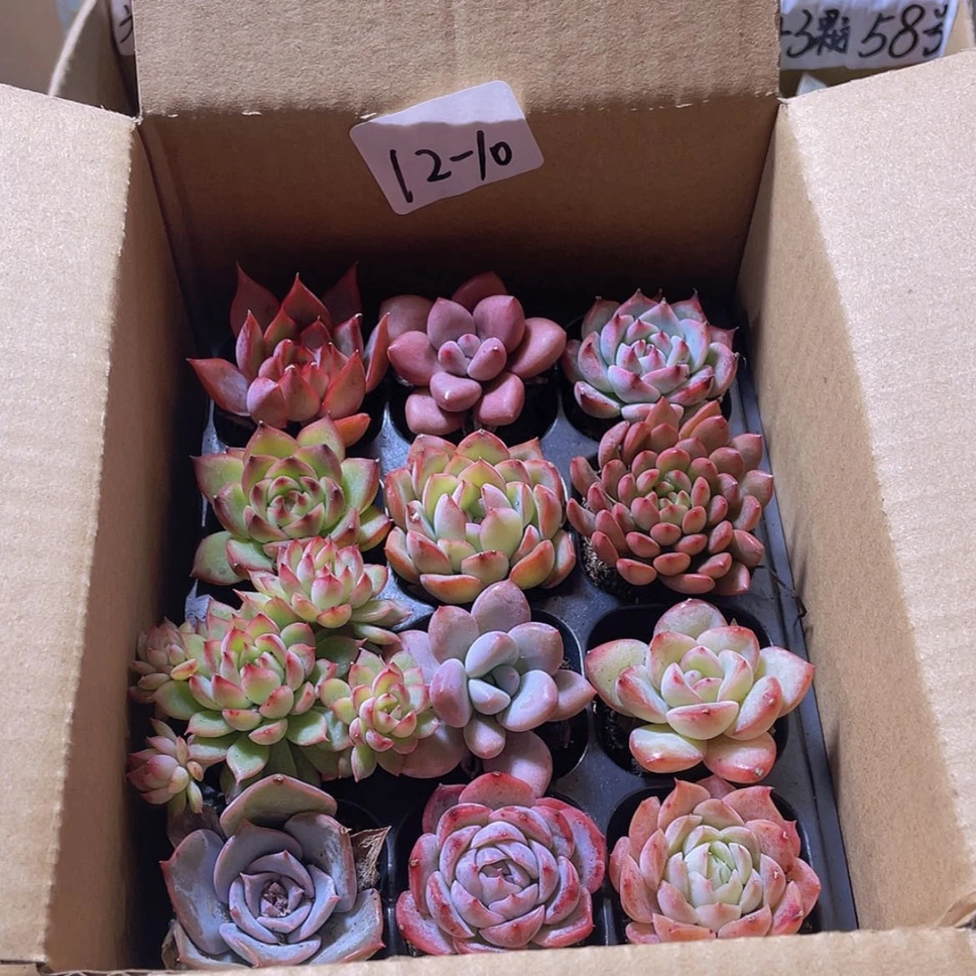 【闪购商品】12颗-10