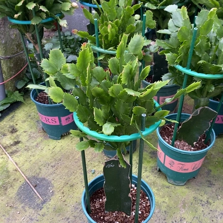 当前无花栽培后可以开花静**开167嫁接060