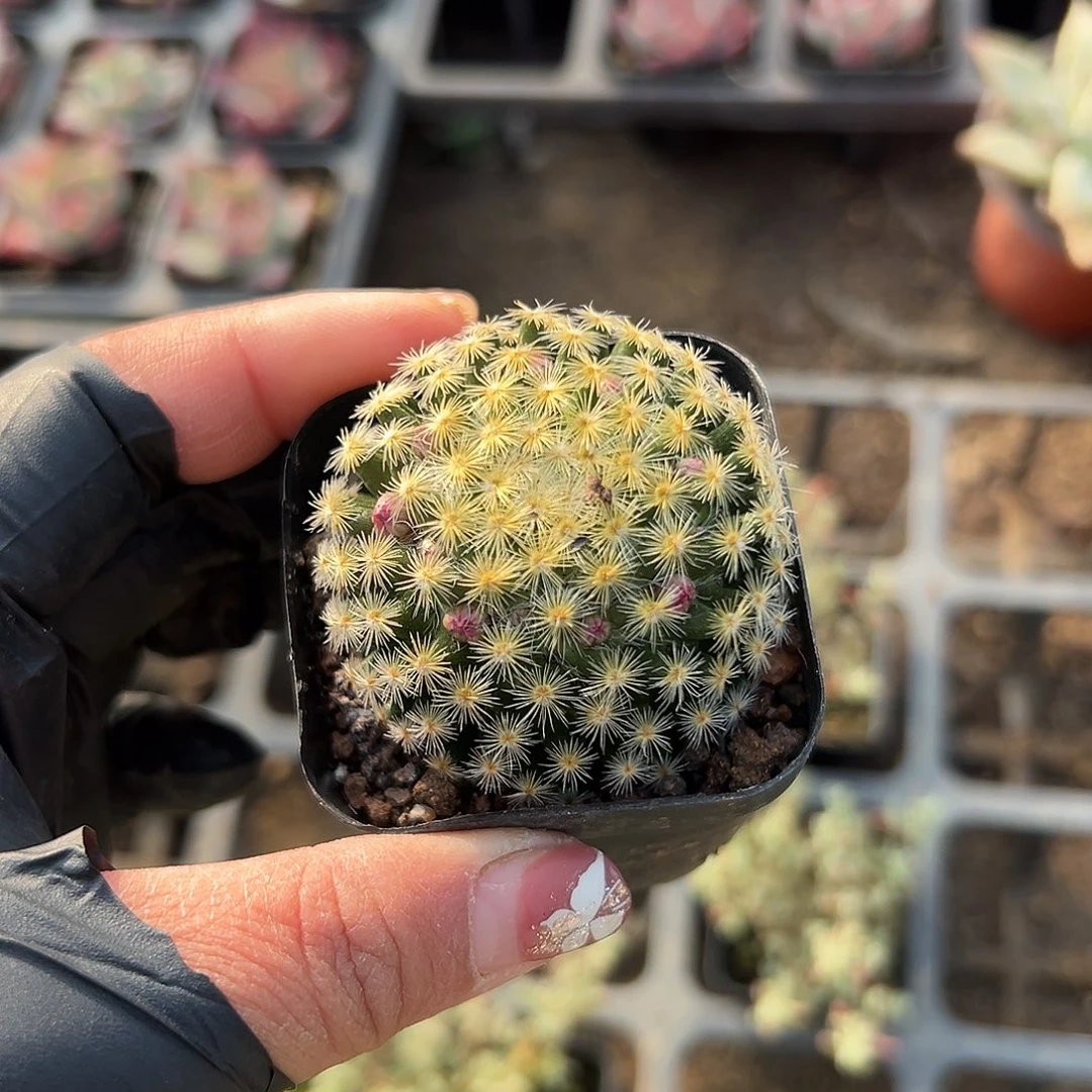 多肉植物明星开花