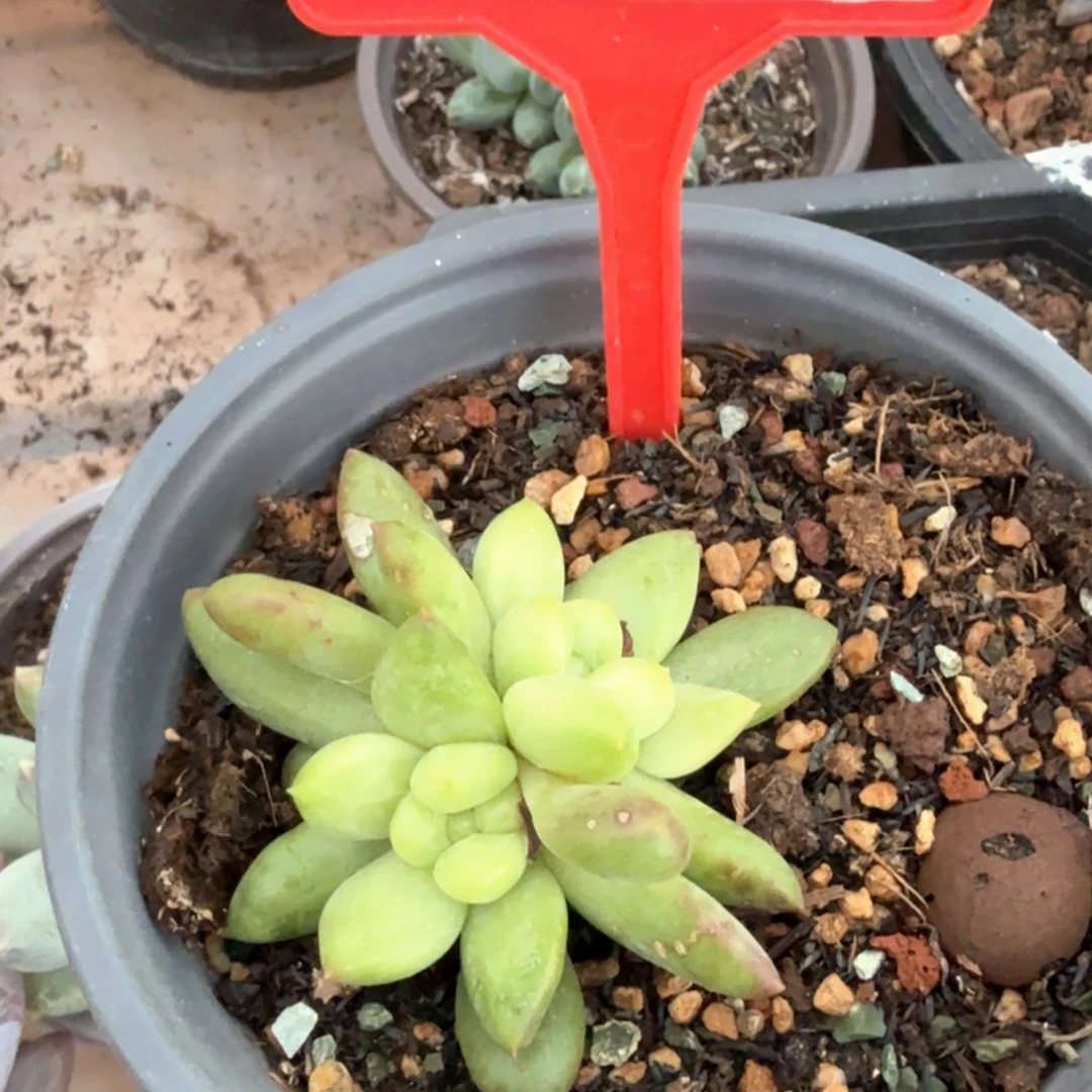 橙色奇迹多肉植物687