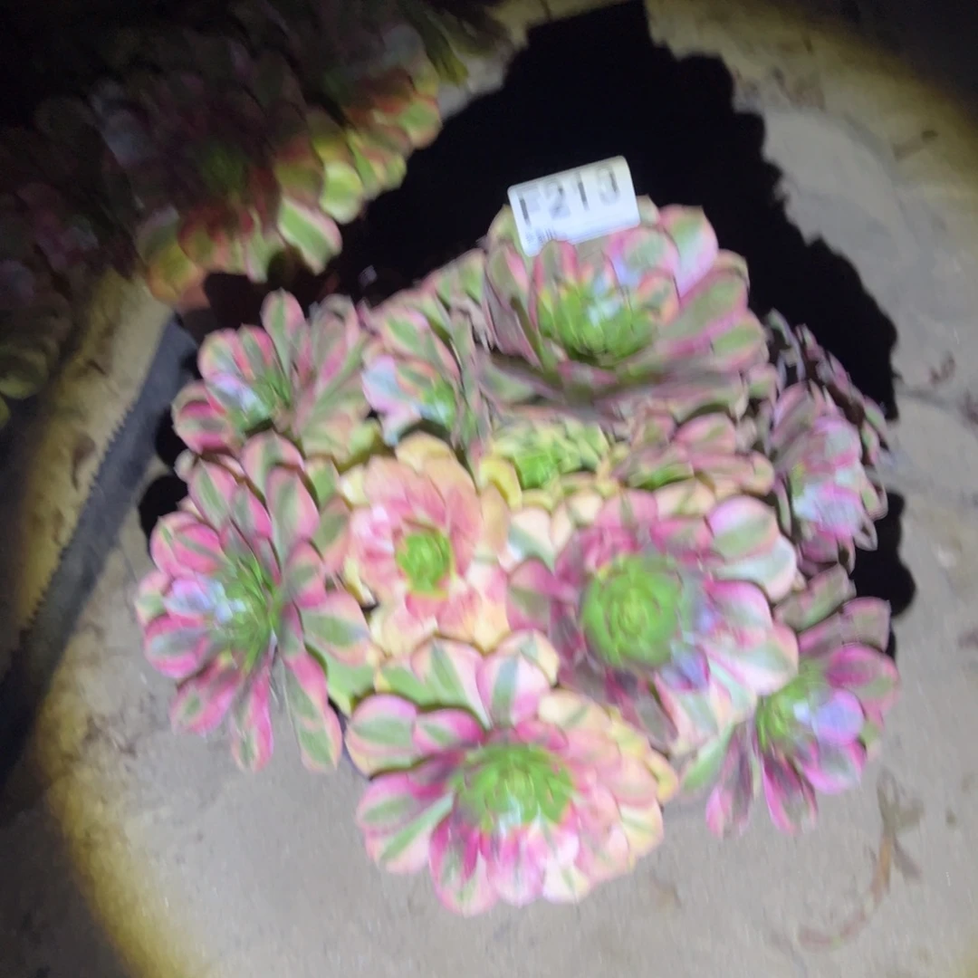 刘***梅213雨荷多肉植物法师