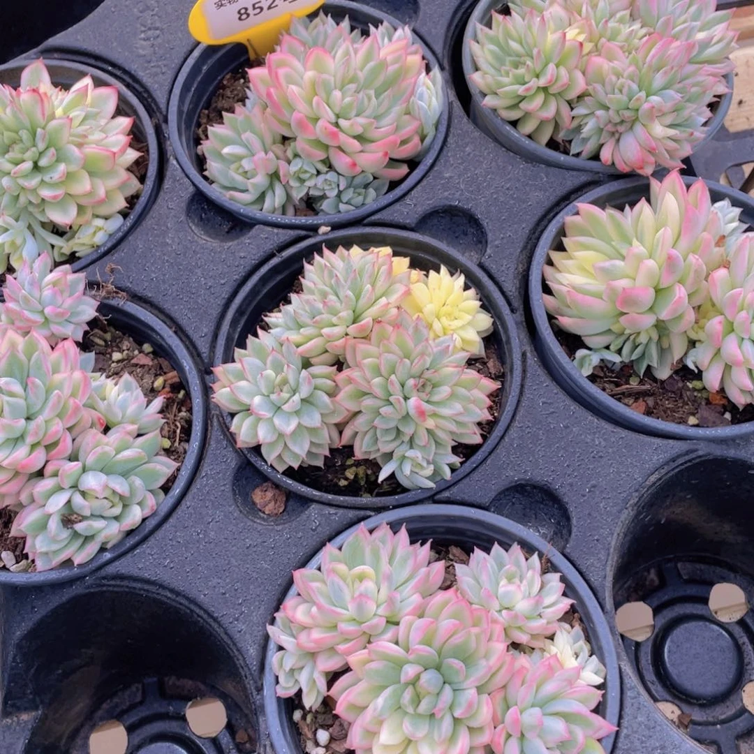 852号 多头精品女雏锦群一个