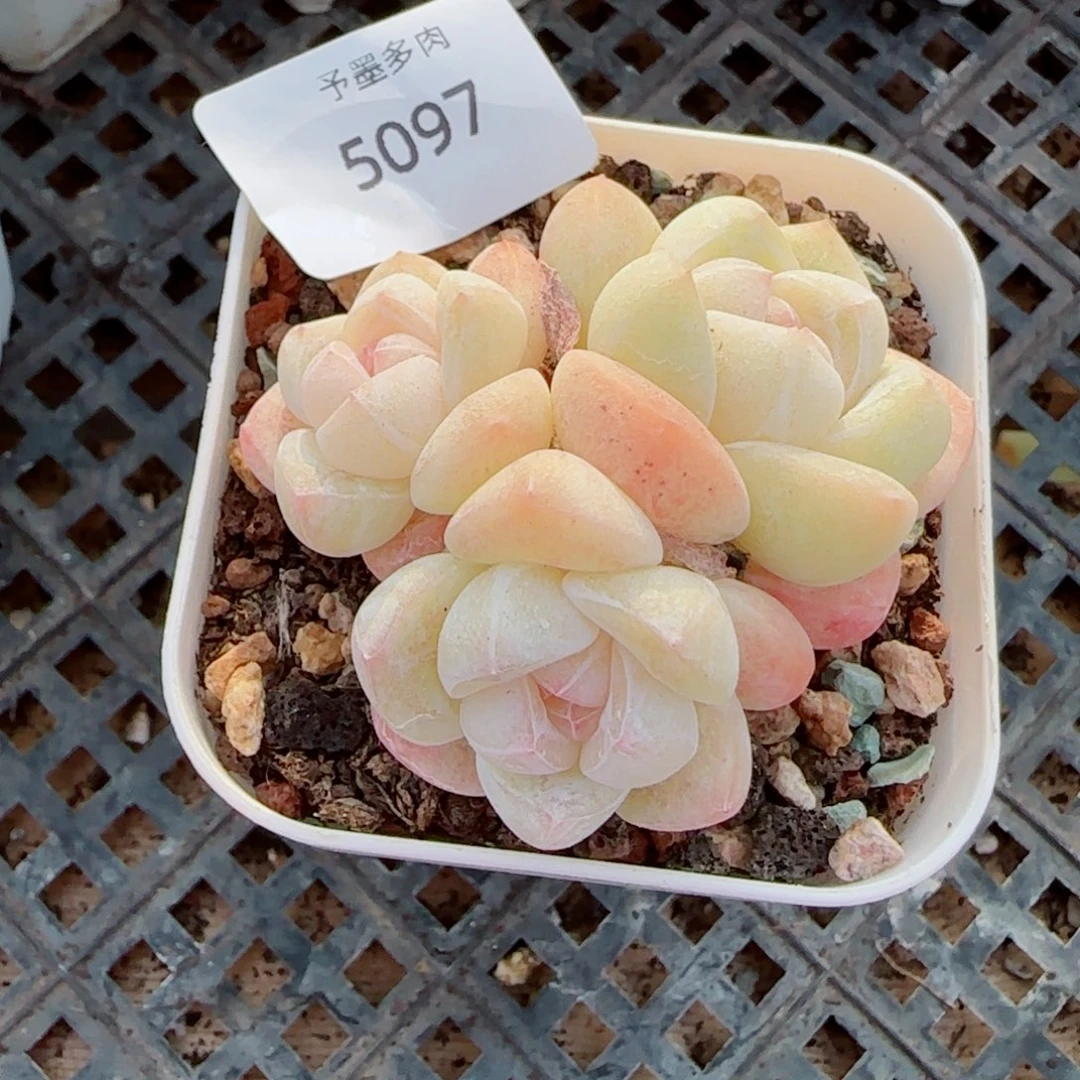 冰玉，5097多肉植物