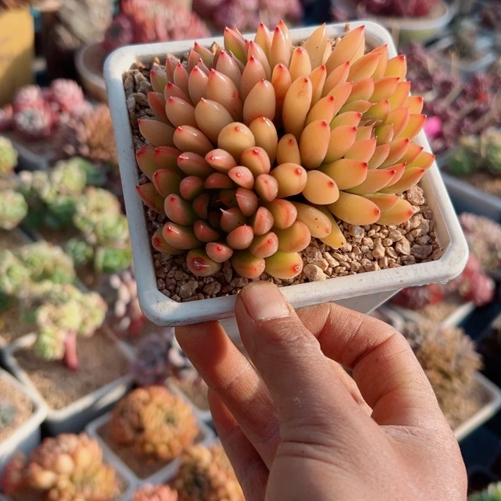 精品多肉植物老桩