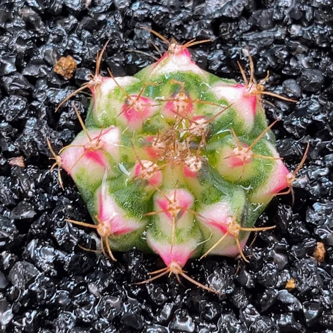 白花田 米哈仙人球