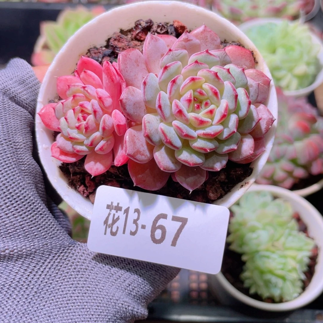 花利美13-67哈妮