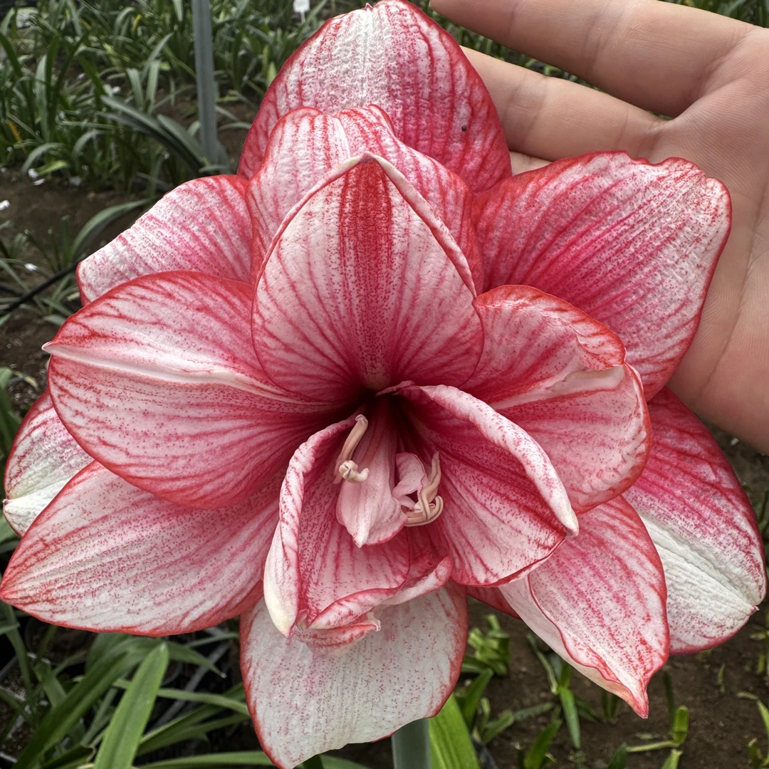 害羞脸红 朱顶红种球带盆栽好只包对版不包后期养护