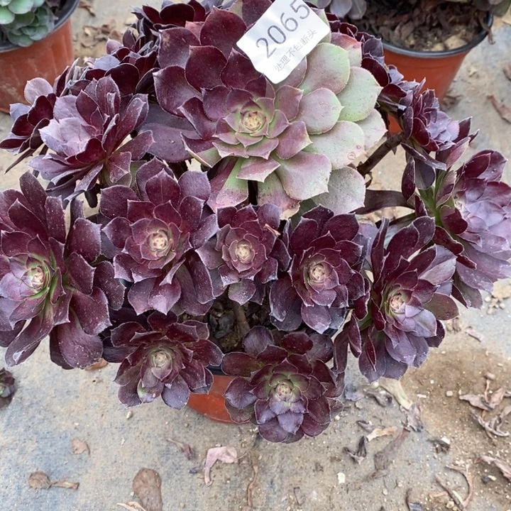 黑美人多肉断头不包2065