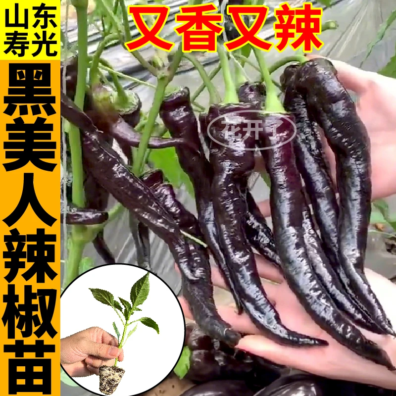 大果黑美人辣椒苗秧香辣紫螺丝椒黑妃陇椒种苗带土球寿光四季盆栽