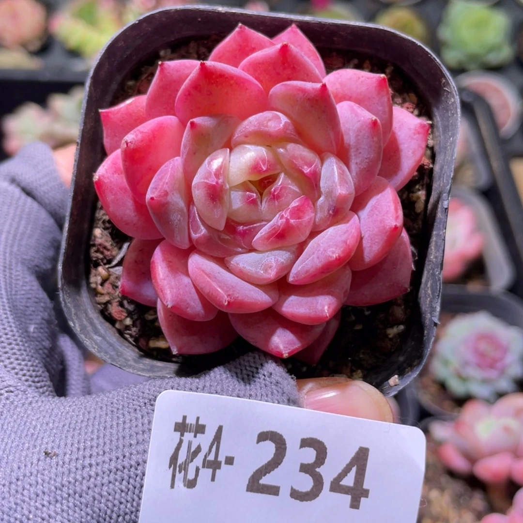 花利美4-234颜霜