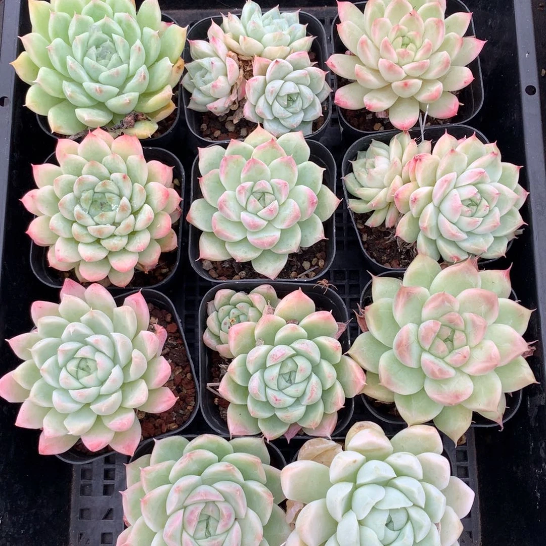 萱***¹1103-75 套餐一组