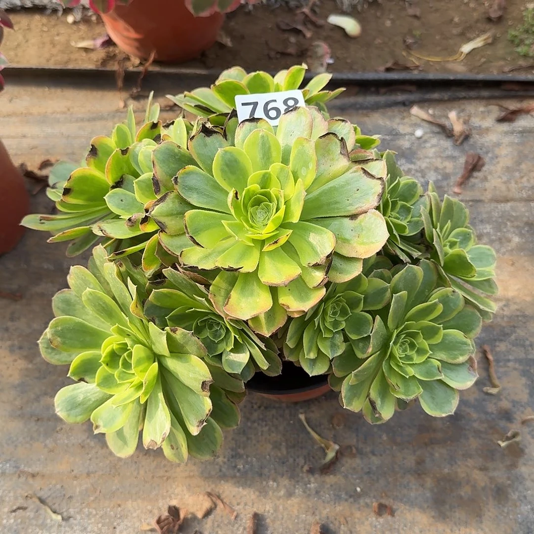 有断枝奶白 768号