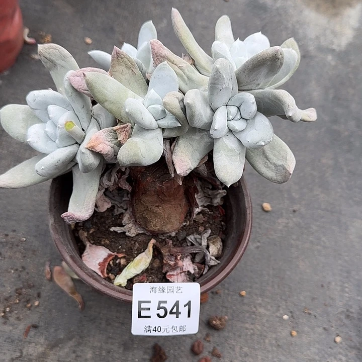 勿**。拇指仙女杯多肉植物