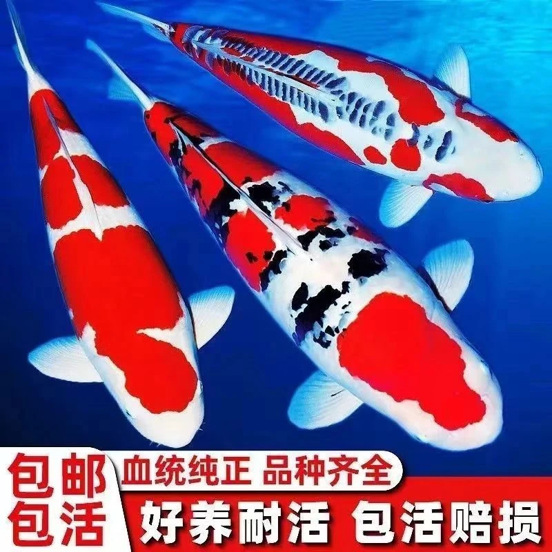 新奇宠物1-100号普身蝴蝶鲤各色锦鲤