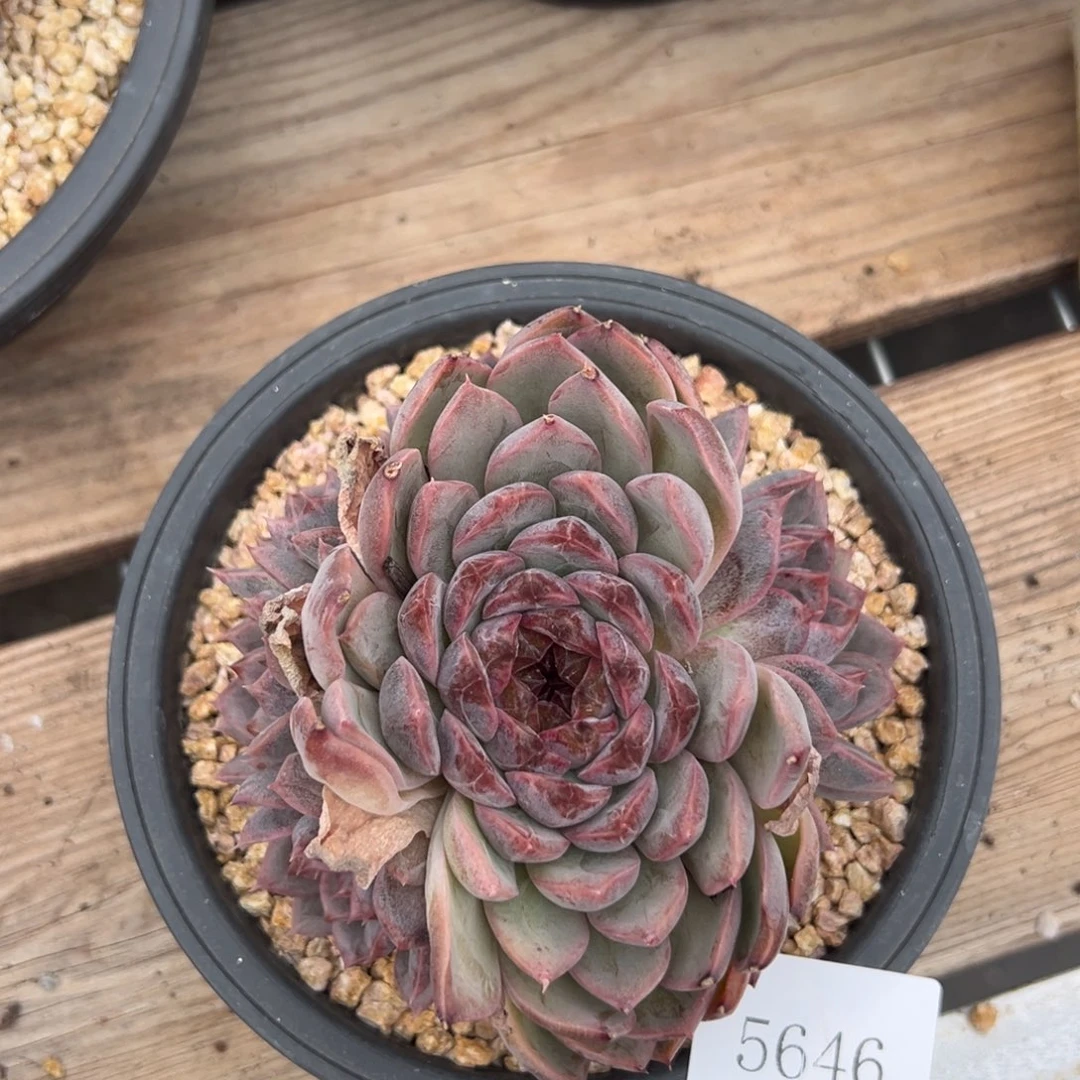 余*5646拍肉肉肉肉