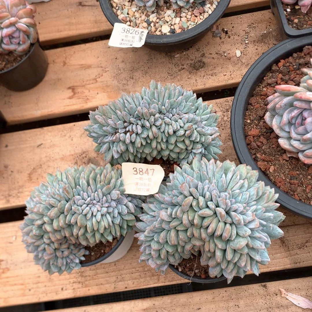 石榴籽三颗有底切3847