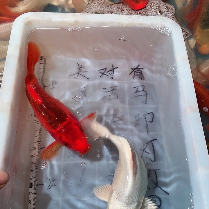 蝴蝶鲤鱼渔场直发63