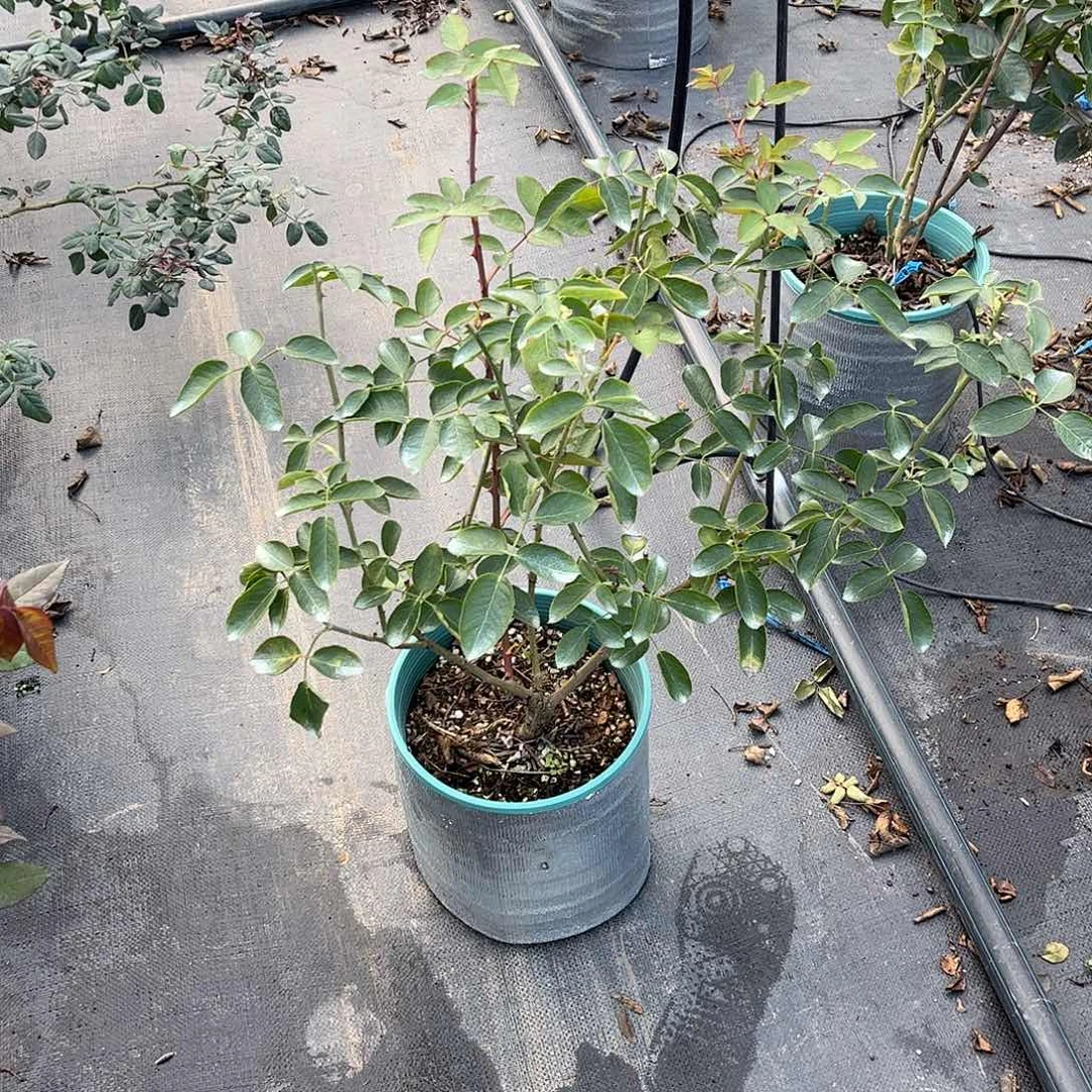 无花朵伊芙飞溅，1.8加仑土球修剪发货