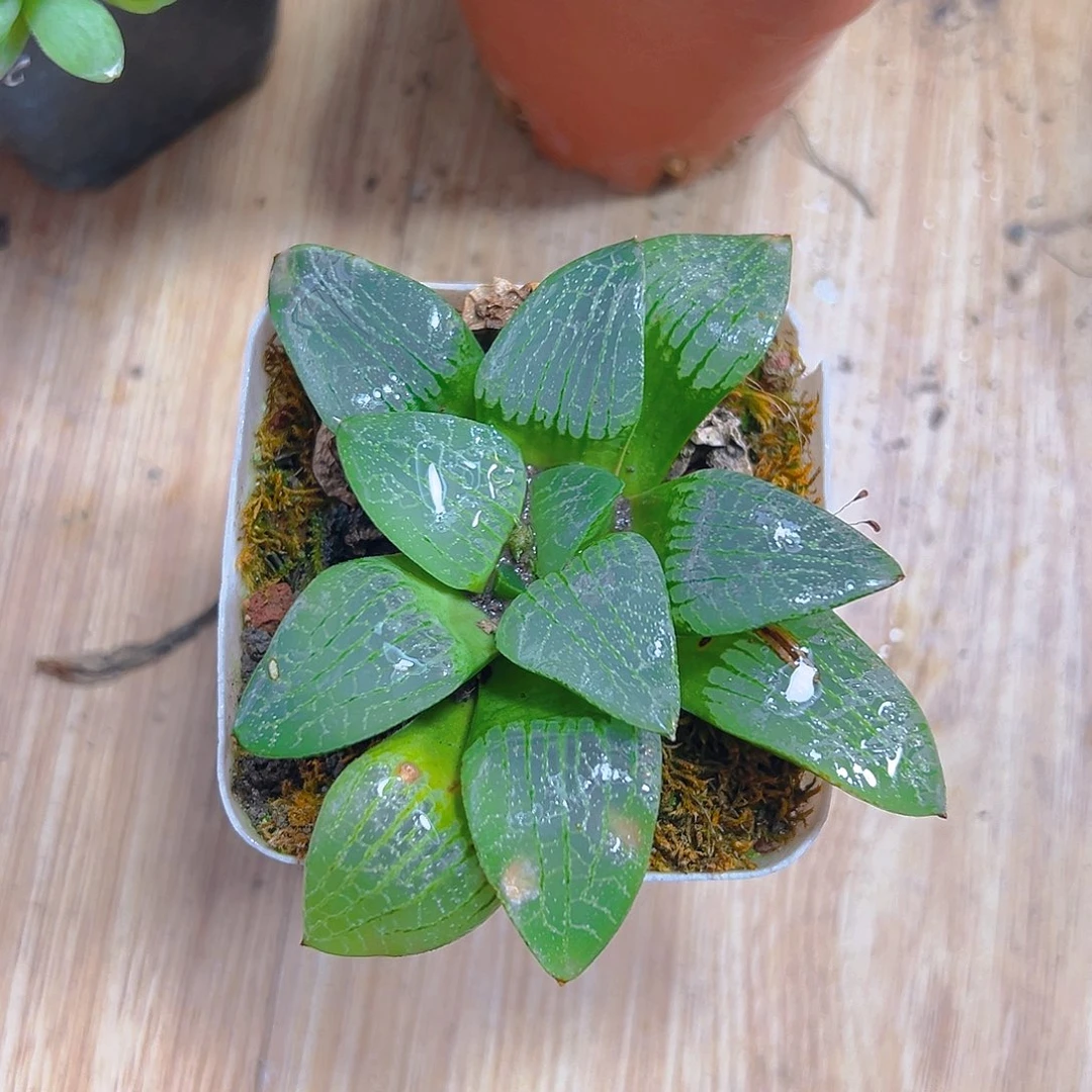 月光寿多肉多肉多肉1