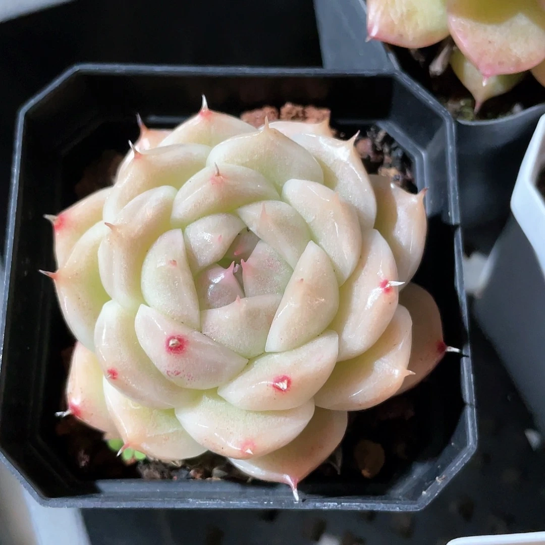 优选麦秆福利8886