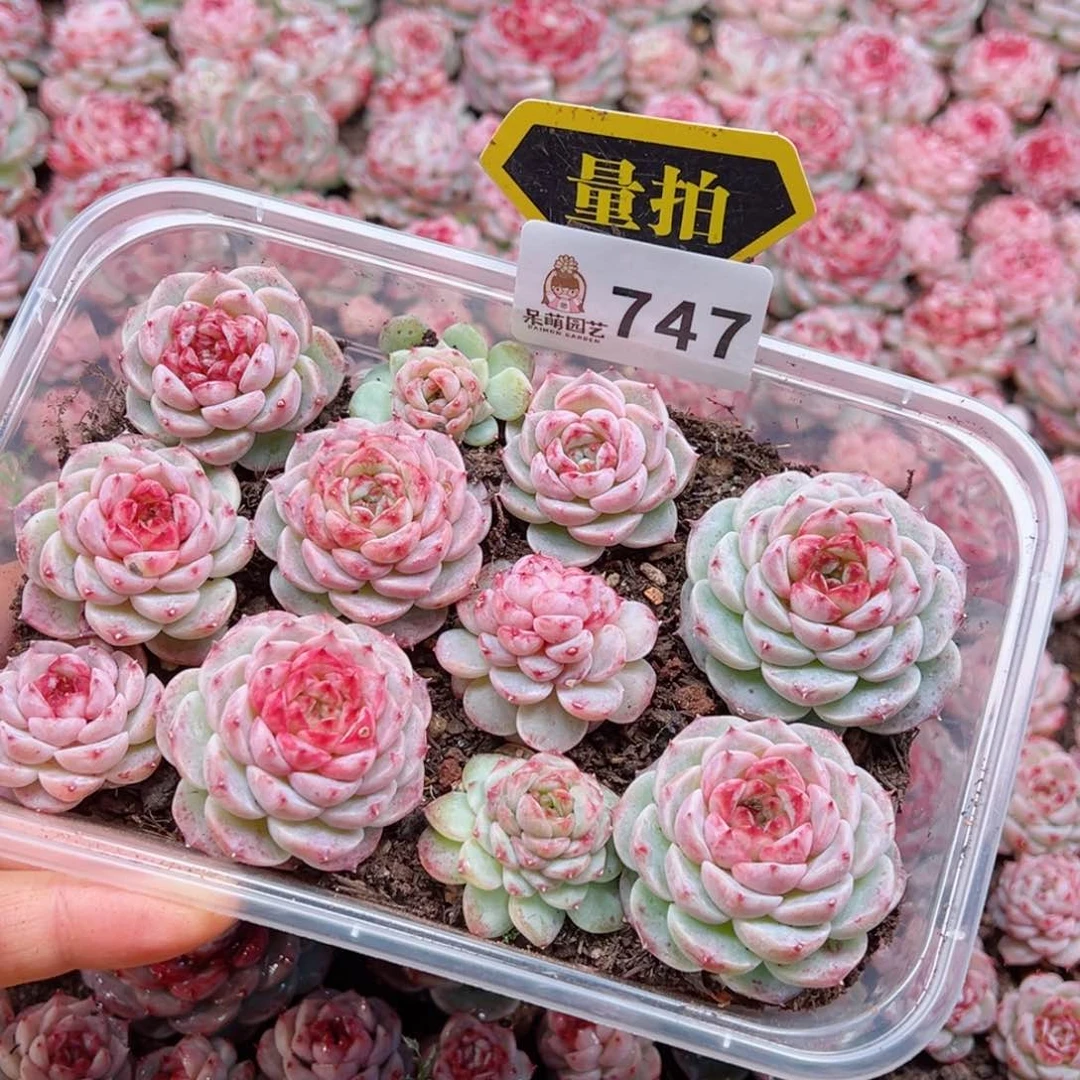 多肉植物多肉植物