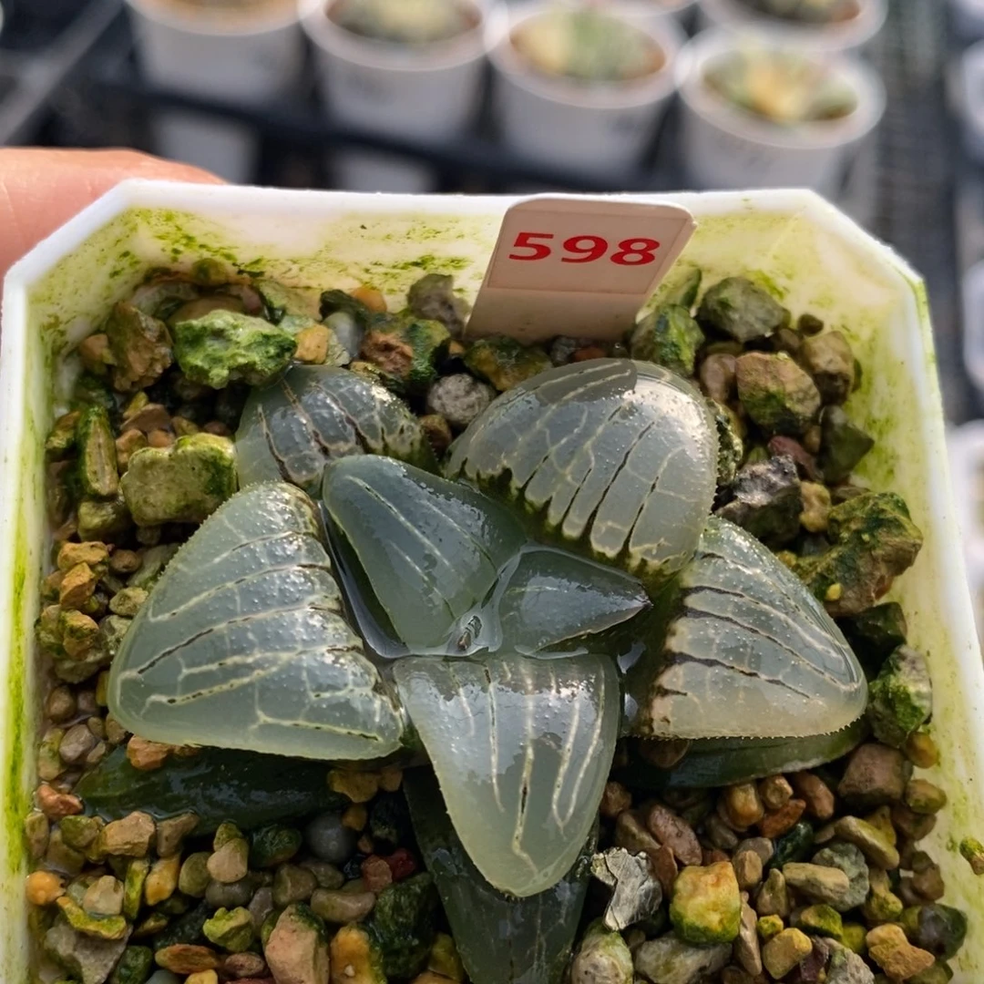 598号粉红甜心多肉植物