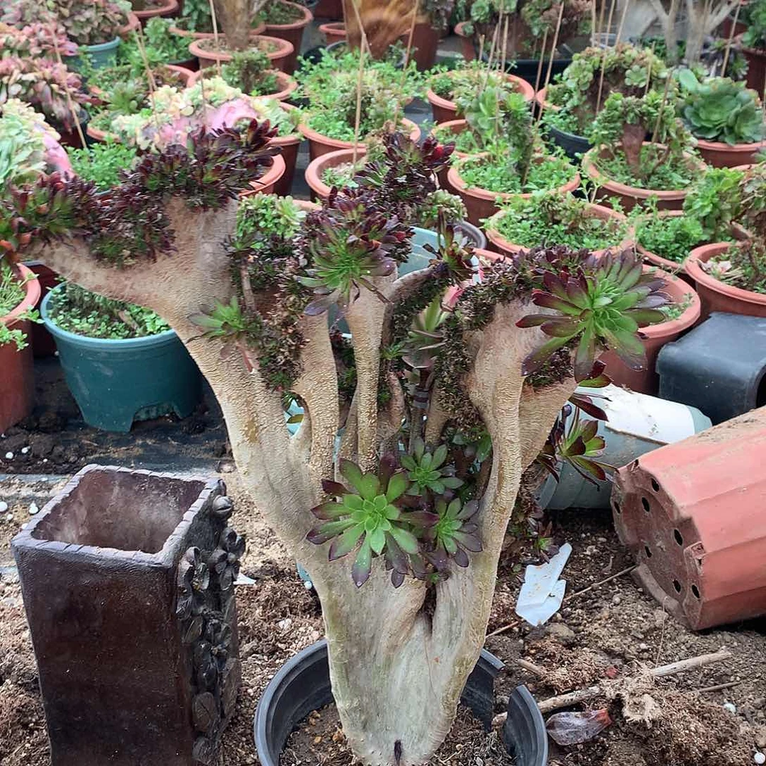 137黑法师嫁接缀化