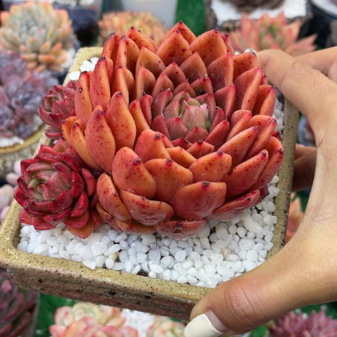 燕***来多肉植物盆栽多肉植物